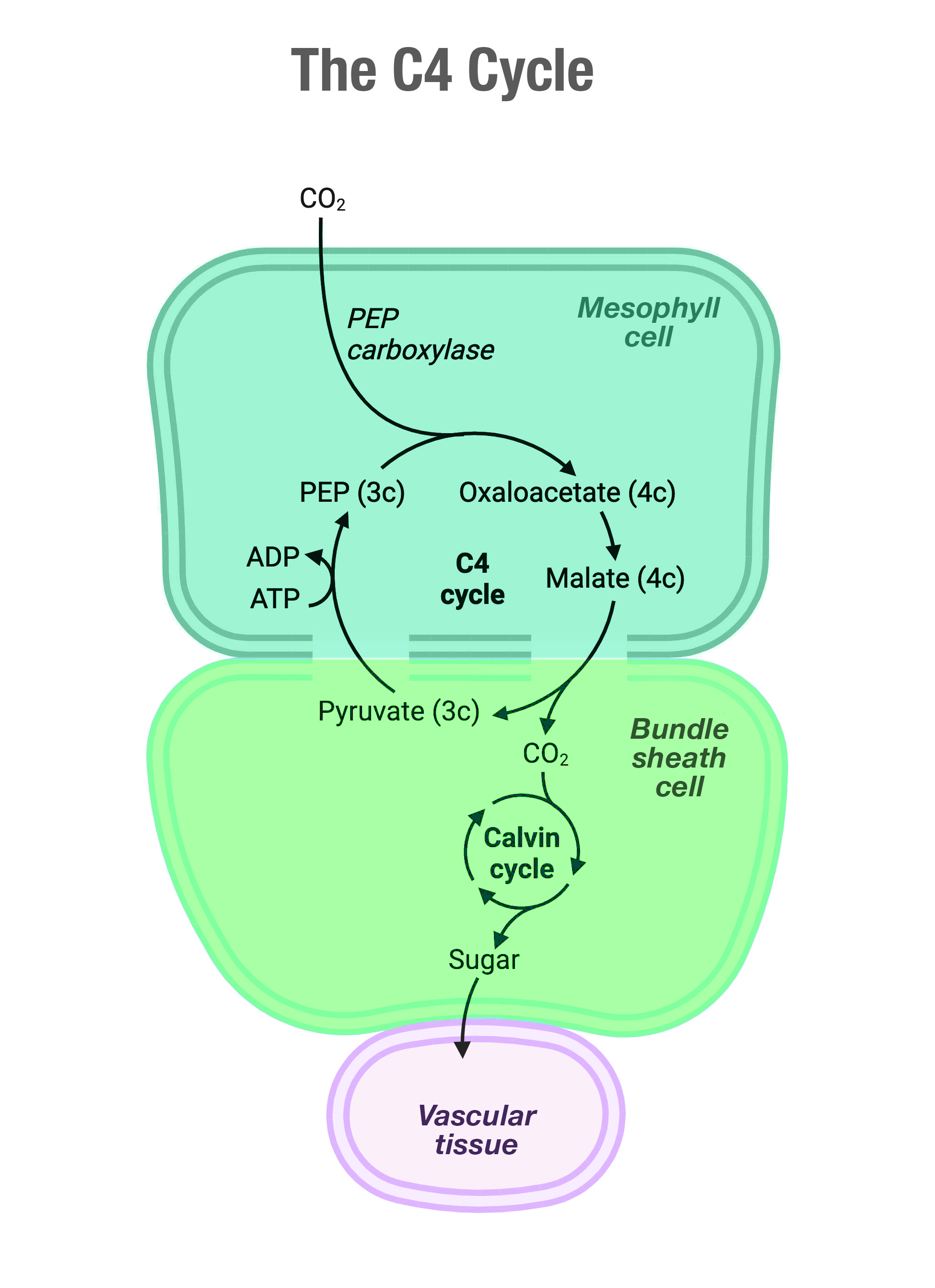 Bike Plantage Gmbh - Fahrräder In Löhne C3 Photosynthesis Diagram